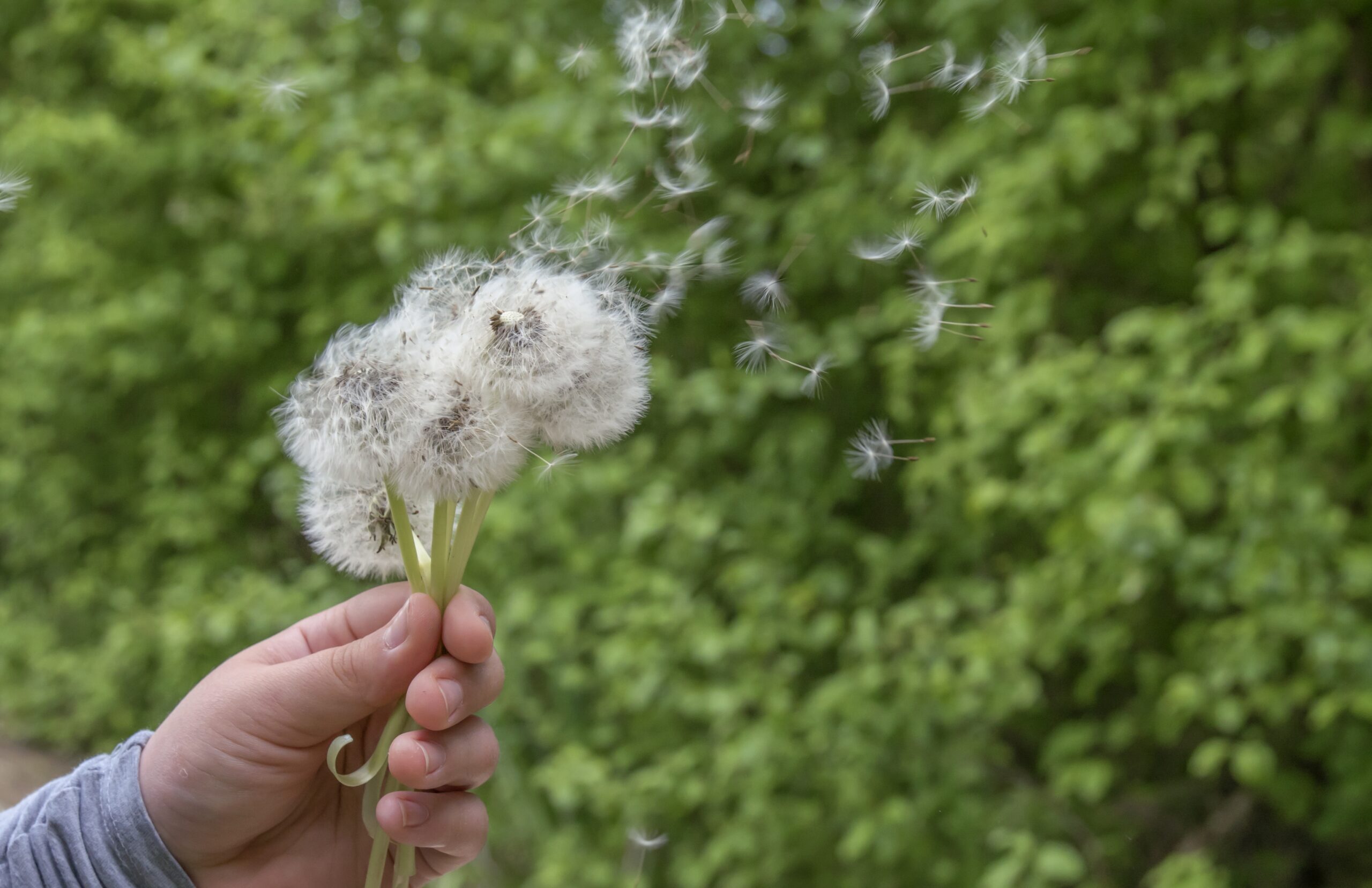 Alimentos para combatir las alergias de primavera